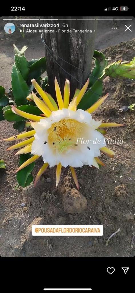 Caraíva Pousada Flor Do Rio מראה חיצוני תמונה